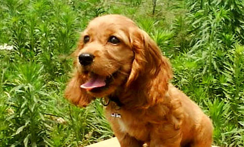 美國可卡犬犬瘟熱可以驅蟲嗎