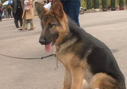 德國牧羊犬價格多少錢一只