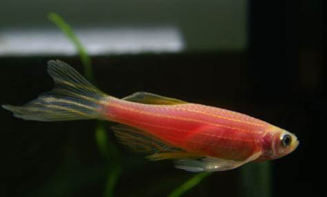 斑馬魚多久喂一次飼料