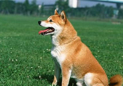 柴犬價(jià)格是多少錢
