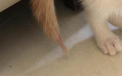 貓咪鼻子里有黑色的鼻屎