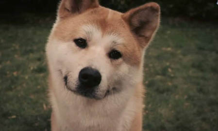 狗狗一直叫怎么才能讓它不叫
