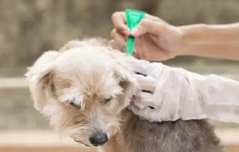 狗胰腺炎的癥狀都有哪些