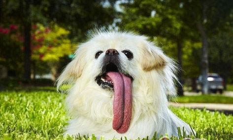 為什么蝴蝶犬串串很多