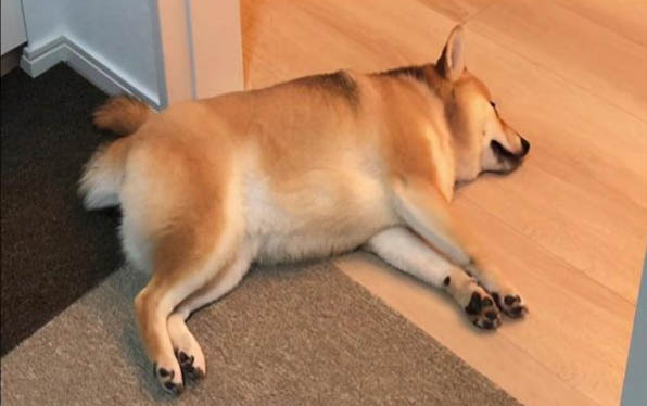 狗狗夏天三天洗一次澡可以嗎