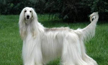 平毛尋回獵犬太瘦原因