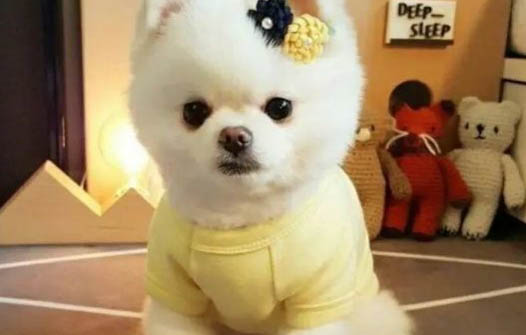 把小狗放籠子里好嗎
