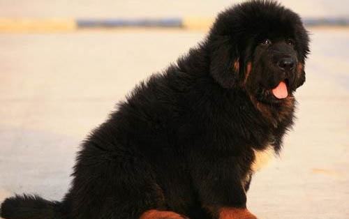 如何挑選幼犬?