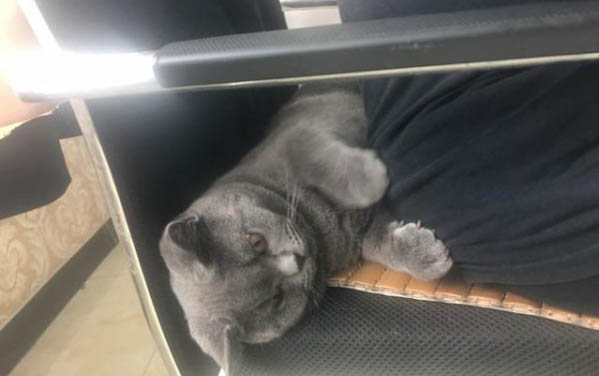 兩個月大的小貓能吃蝦仁嗎