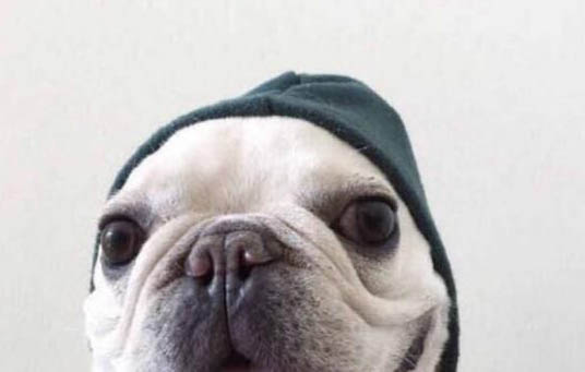 法國斗牛犬多少錢一只