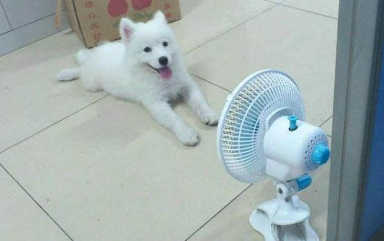 最大的狗品種排名榜