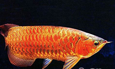 銀龍魚多長時間換一次水