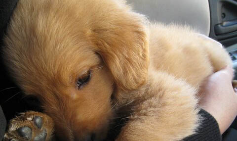 金毛犬發(fā)情幾天配準