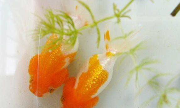 室內(nèi)養(yǎng)金魚的方法二