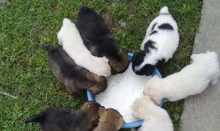 狗狗只吃肉不吃別的怎么辦
