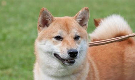 柴犬一天吃多少