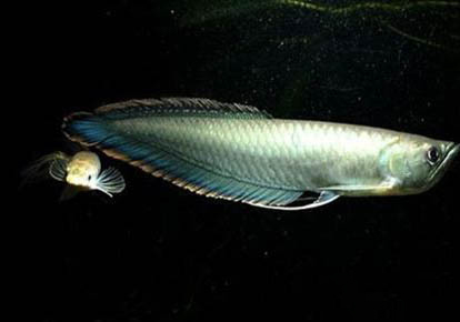 龍魚發(fā)病的原因分析