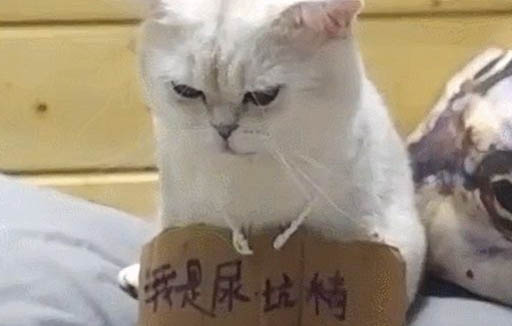 貓睡覺著發出嗯嗯聲是不舒服嗎