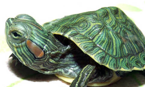 飼養(yǎng)巴西龜怎么布置魚(yú)缸