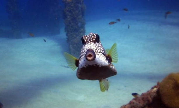 養魚不能開燈嗎？