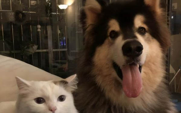 貓咪飼養的注意事項