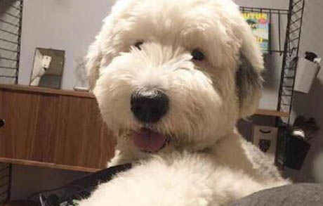 如何訓練狗狗滑板