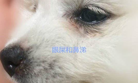 兩個月狗狗會得耳螨嗎