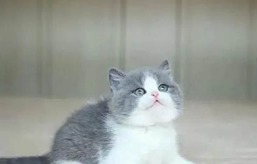 異國短毛貓有眼屎
