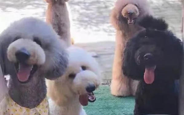 貴賓犬體內(nèi)炎癥如何消炎