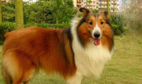 蘇格蘭牧羊犬幼犬可以洗澡嗎
