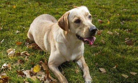狗狗狂犬疫苗多少錢(qián)一針