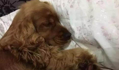 狗懷孕多少天生小狗正常